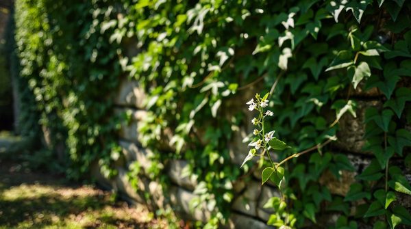 Lierre grimpant : 5 astuces pour sublimer et sécuriser votre jardin