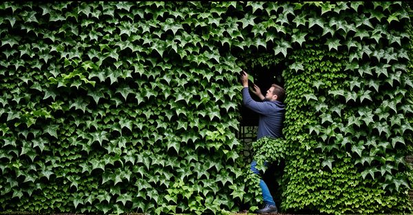 Lierre grimpant : guide pour embellir et protéger votre espace